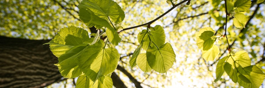 Le premier Colloque BiodiverSanté